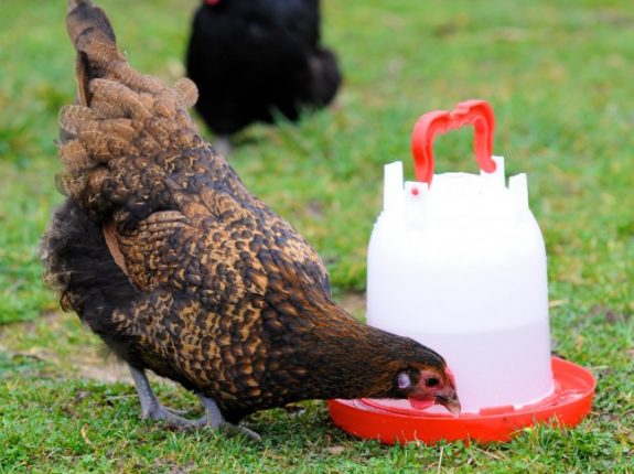 Combo 3 litre drinker & chicken