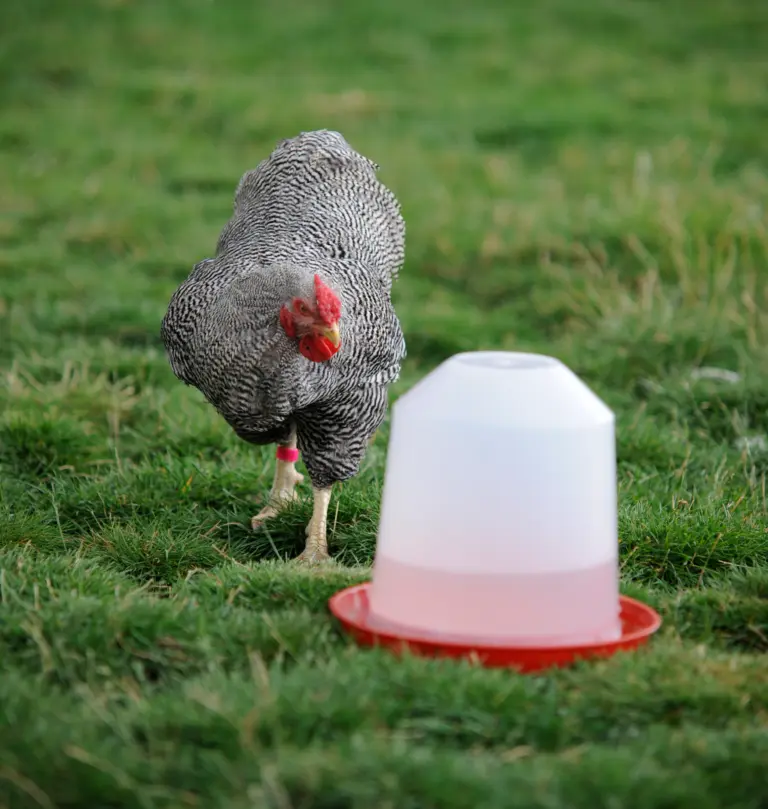 Chicken drinker