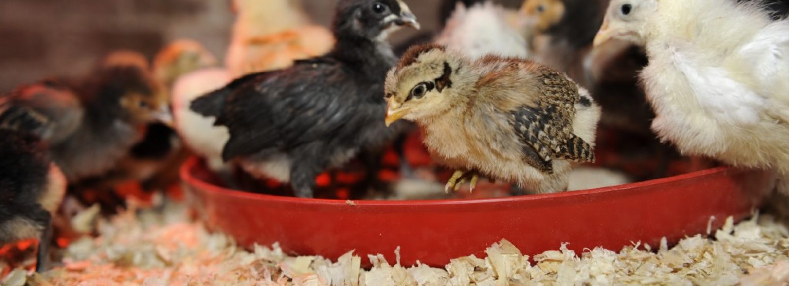Chick Starter Feed Tray