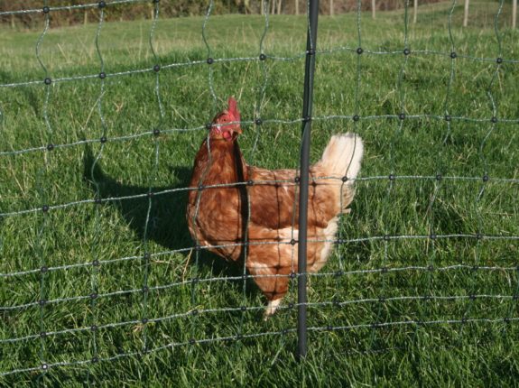 Electric Netting for Poultry