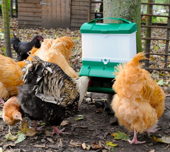 chickens surrounding Wise Feeder - 5kg or 10kg
