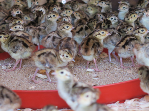 Chick Starter Feed Tray