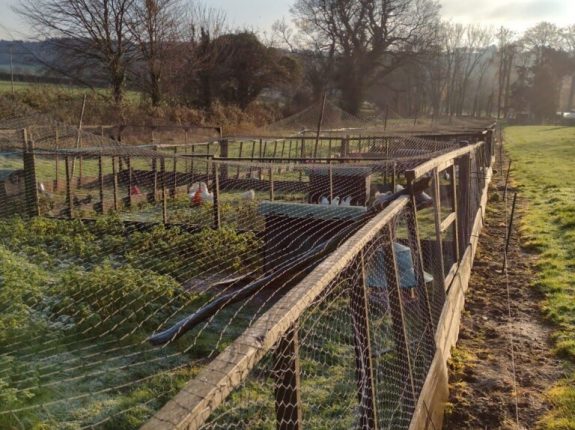 Game and Poultry Bird Netting 38mm bird flu