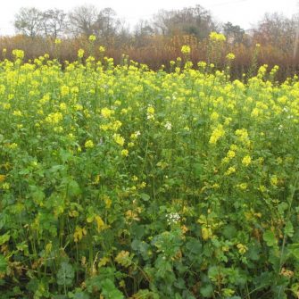 Game Cover Crops