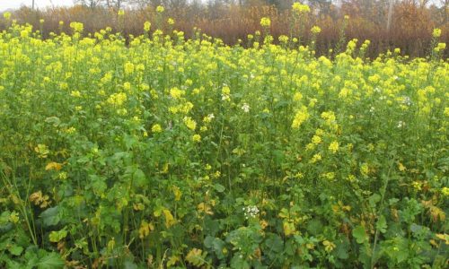 Game Cover Crops