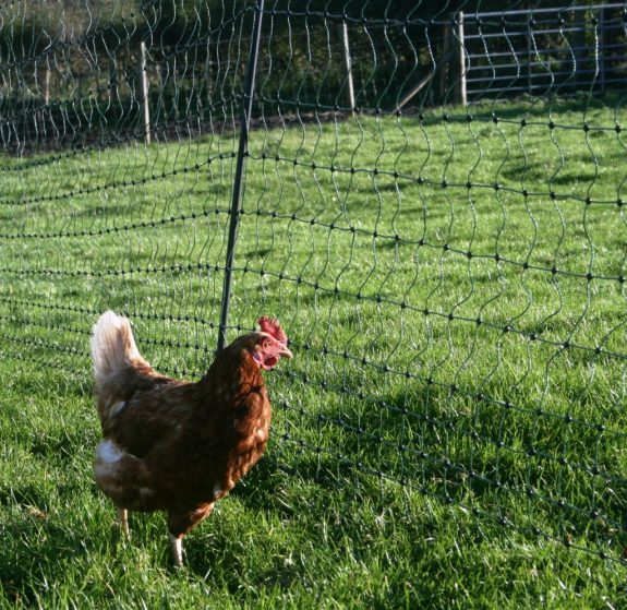 Electric Netting for Poultry