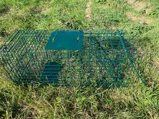 rabbit trap