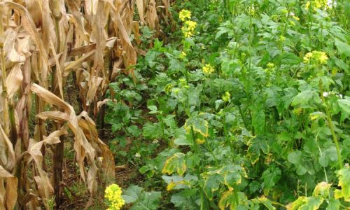 Game Cover Crops