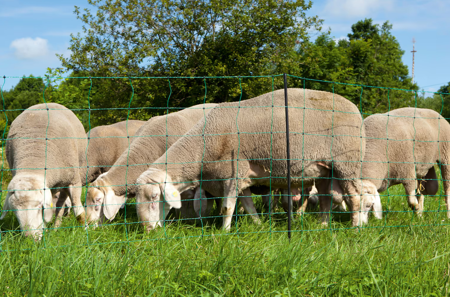 Electric Netting for Sheep | Electric Fencing | Collins Nets