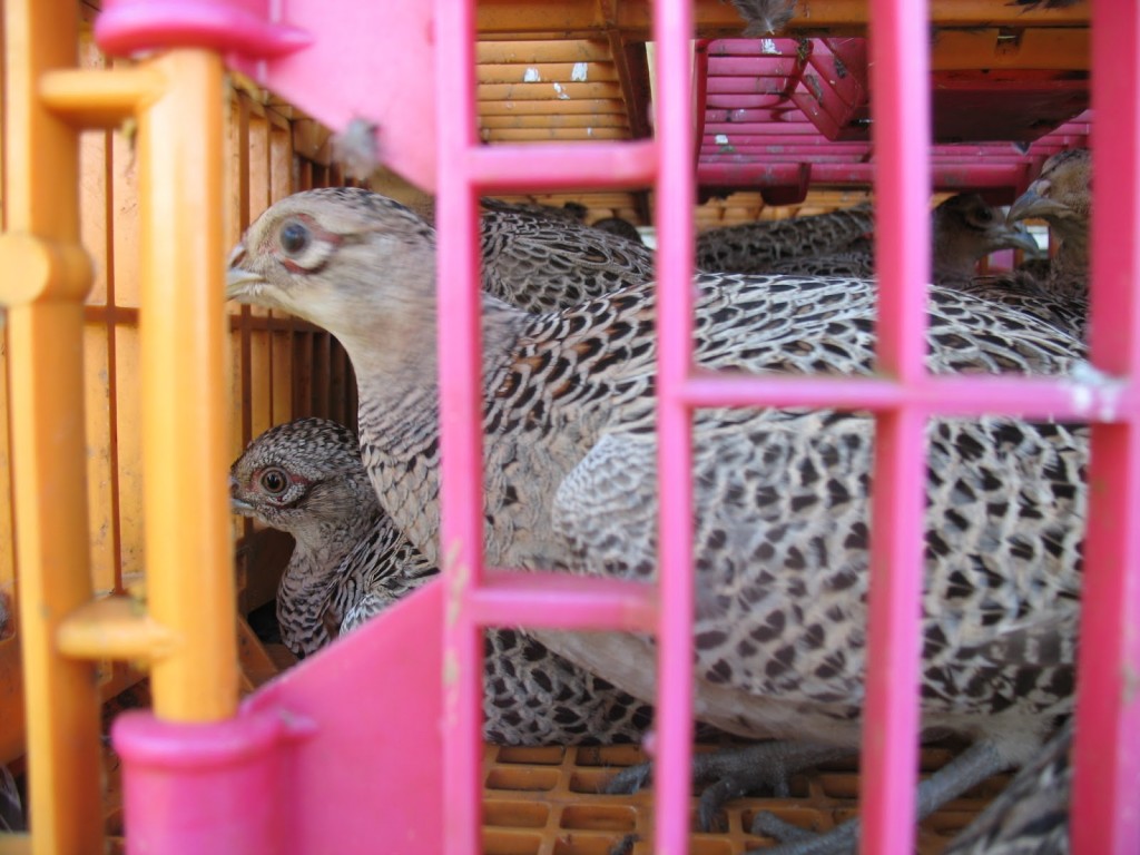 Poultry transport crate door