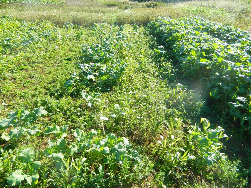 Game Cover Crops