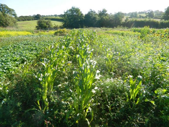 Game cover crops