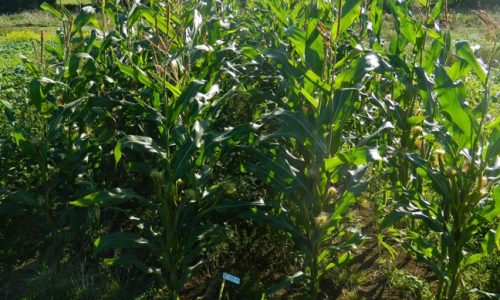Game cover crops