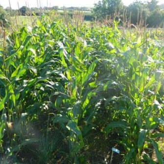 Cover Crops – Maize – Moonraker & Octopussy