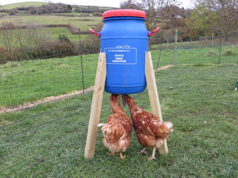 Drum Feeder with chickens
