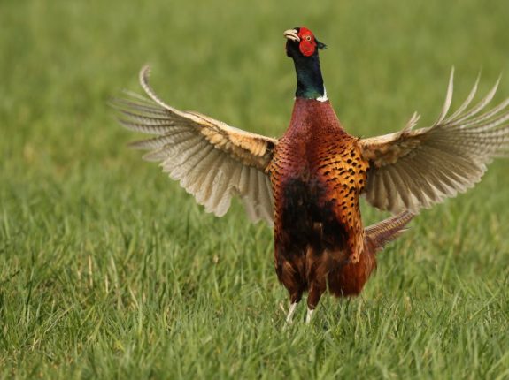 pheasant wings out