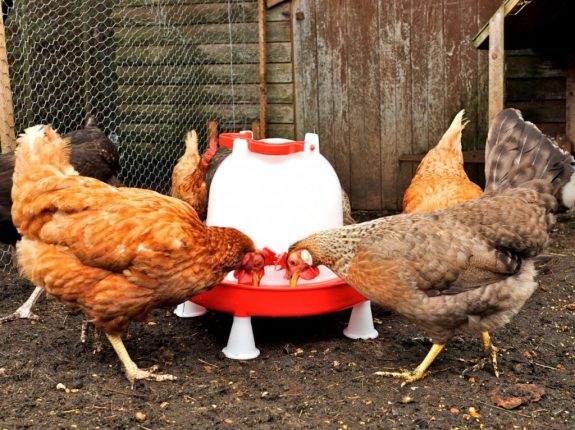 3 ltr combo chicken 3