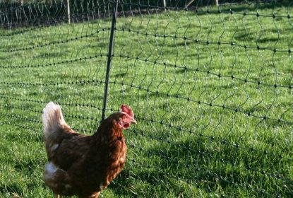 Bird flu netting. Electric fence for chickens.