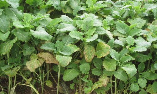 cover crops