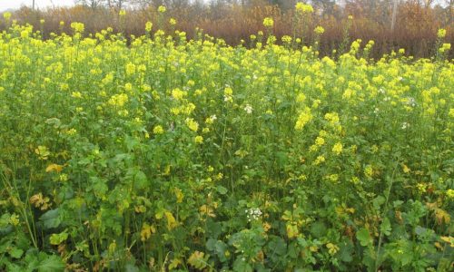 cover crops