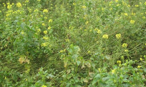 cover crops