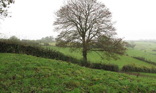 Day out Beating on Eastwood Farm Shoot Somerset
