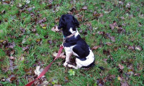 Day out Beating on Eastwood Farm Shoot Somerset