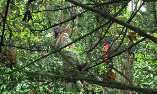 Day out Beating on Eastwood Farm Shoot Somerset