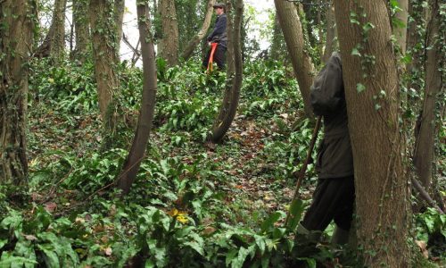 Day out Beating on Eastwood Farm Shoot Somerset
