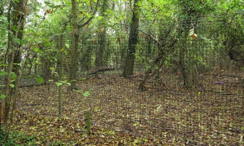 Day out Beating on Eastwood Farm Shoot Somerset