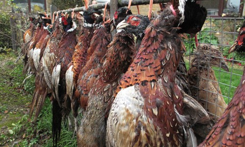 Collins Nets spent the day out beating on Eastwood Farm Shoot in Somerset for Jane & Steve