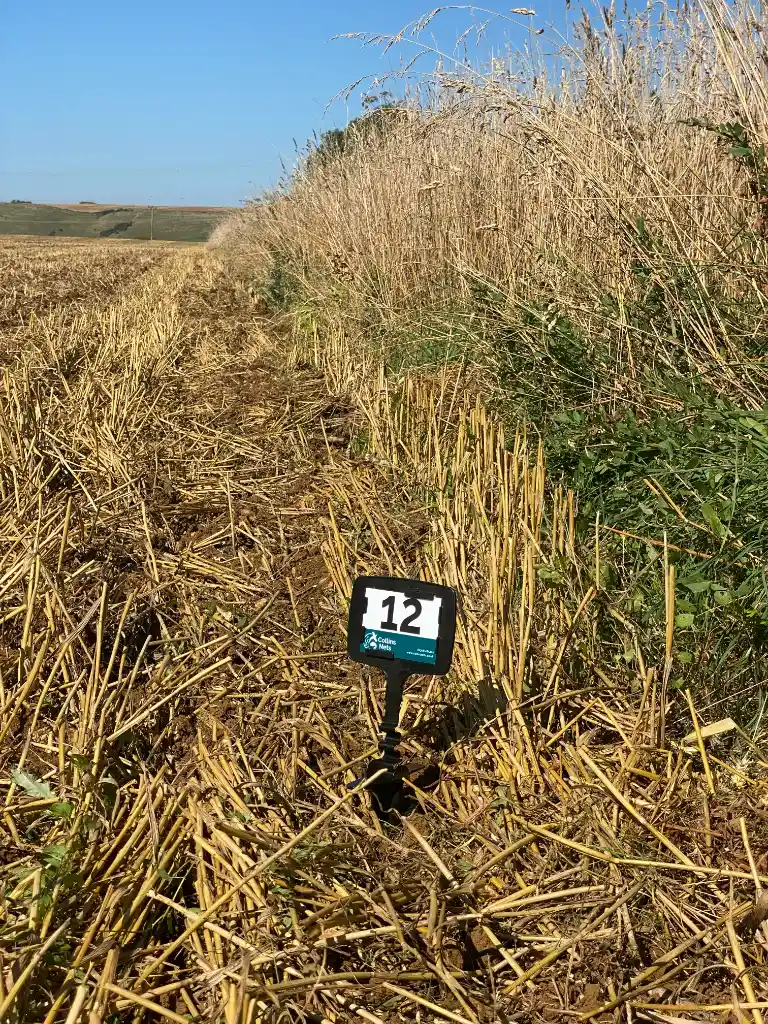 Collins Nets Shooting Peg Plastic Card in Ground
