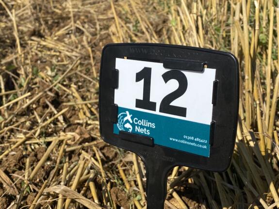 gun stand card number