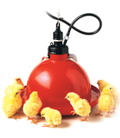 Plasson Broiler Drinker Chicken