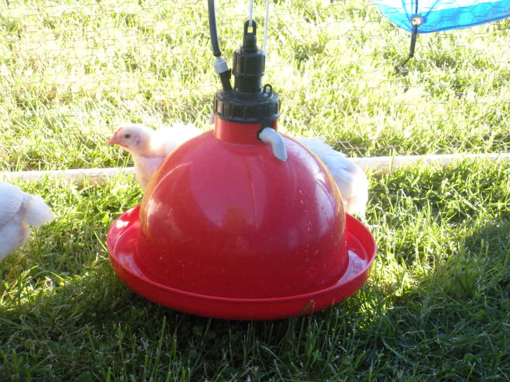 Plasson Broiler Drinker Chicken