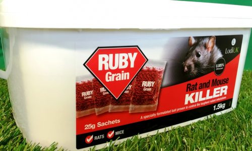 Choosing the Best Rat Poison: Effective Solutions for Rodent Control