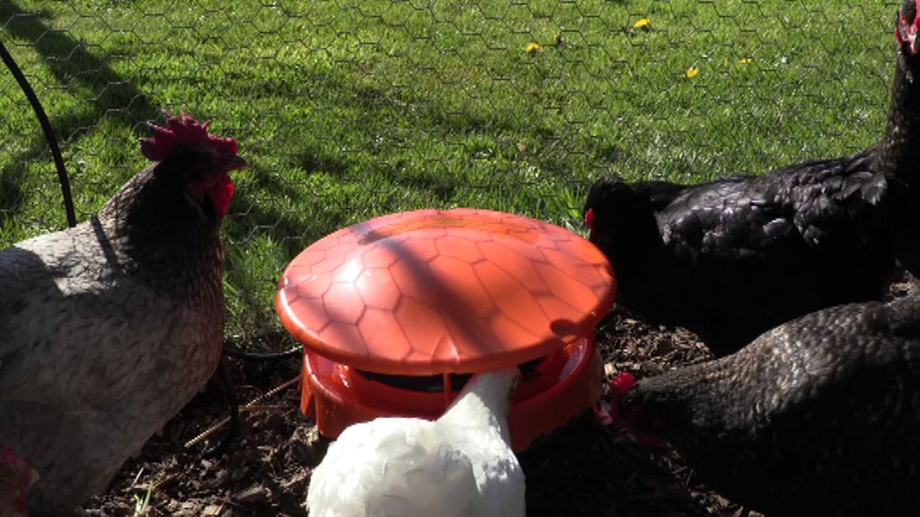 Cleanflo Drinker Complete