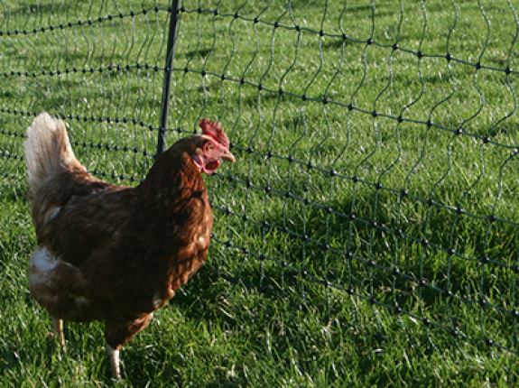 Chicken Electric Netting bird flu