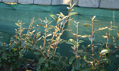 Windbreak Netting