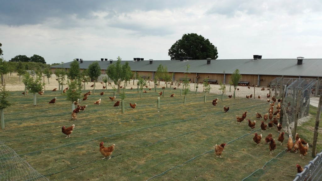 Poultry Ground Protection Mesh