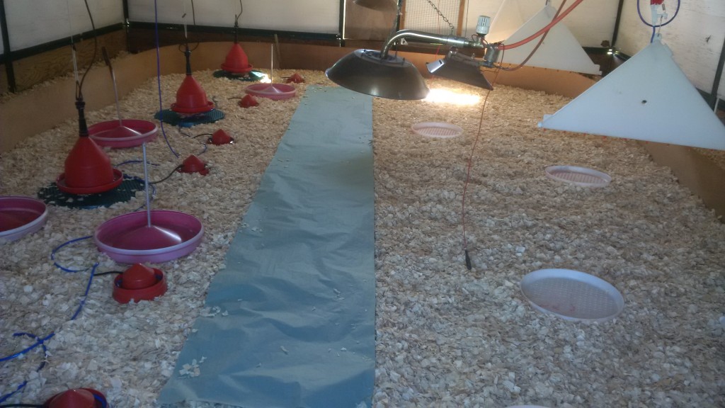 Alke Gas Brooders - The Keepers Choice