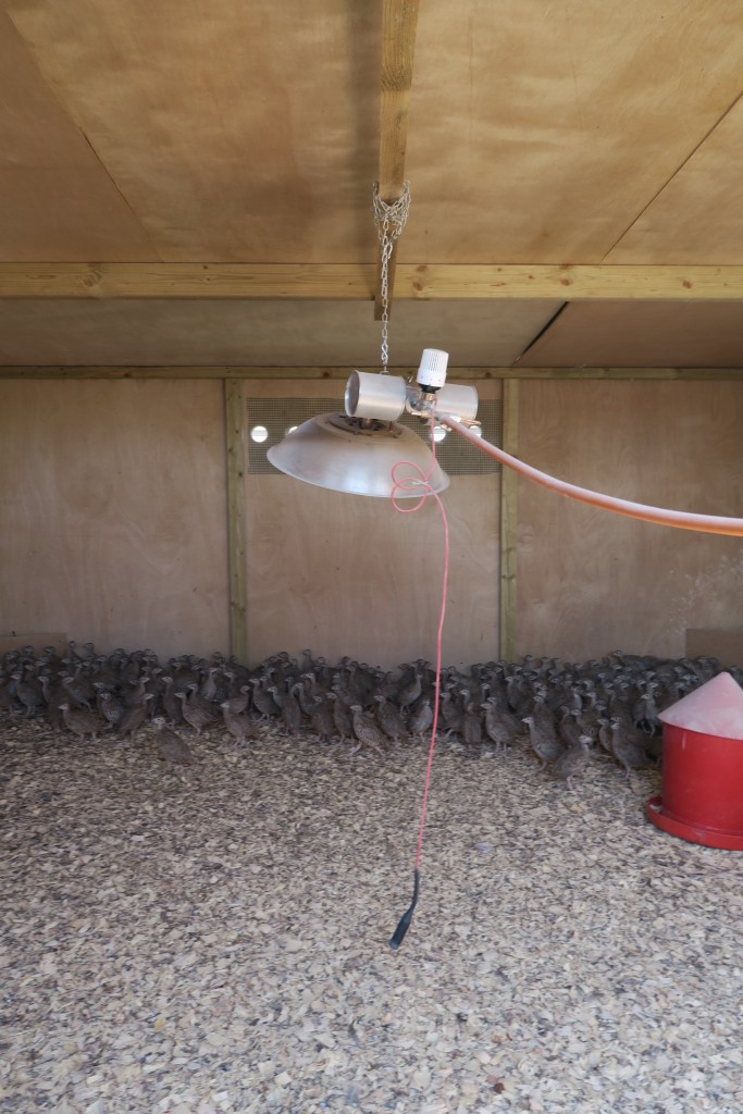 Alke Gas Brooders - The Keepers Choice