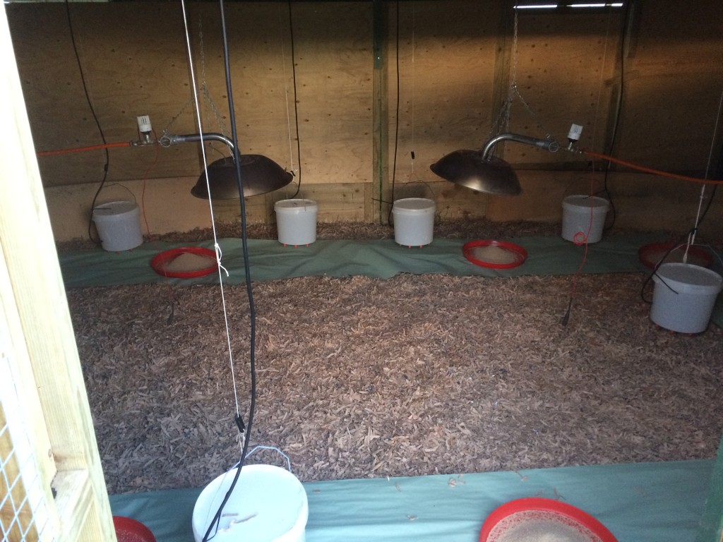 Alke Gas Brooders - The Keepers Choice