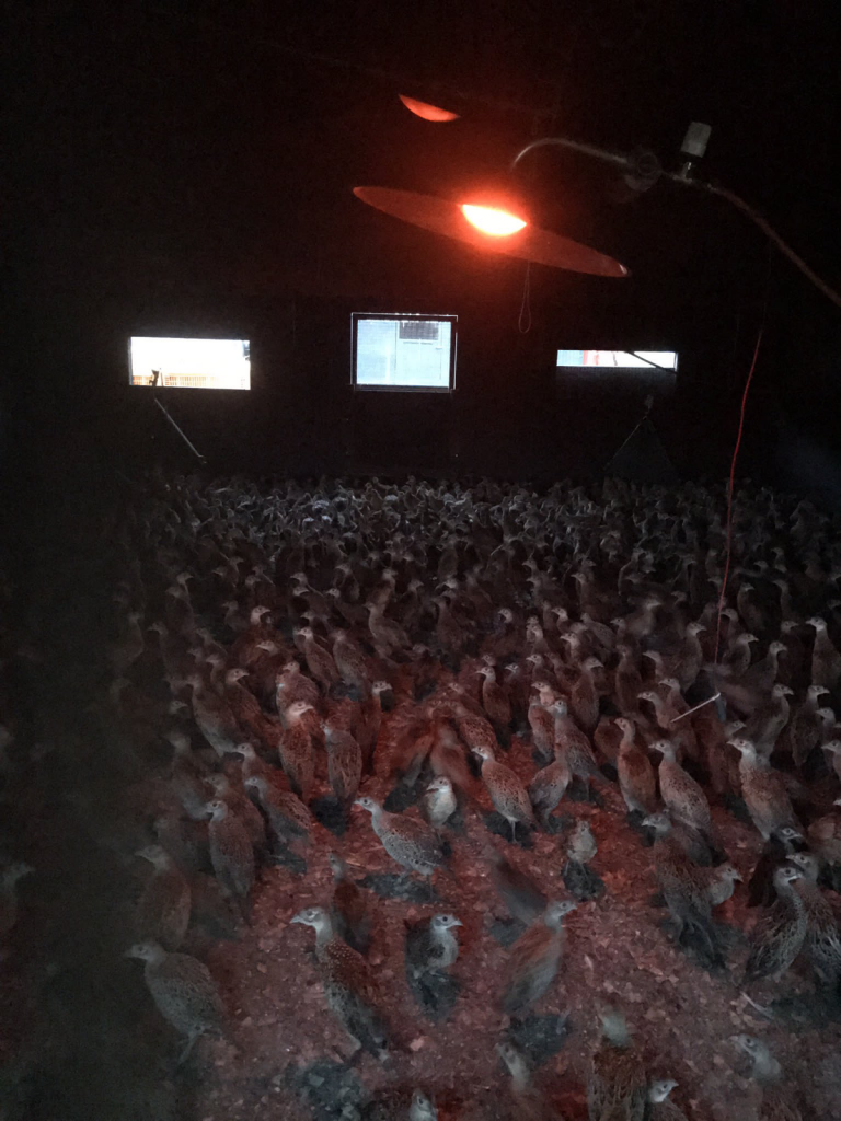 Alke Gas Brooders - The Keepers Choice