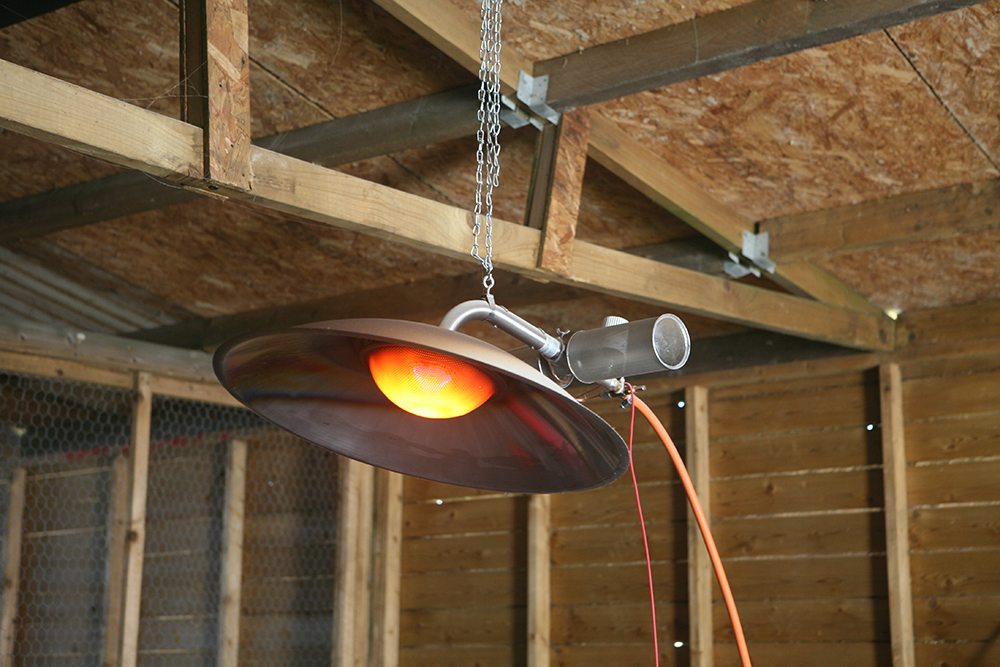 global 8 brooder game bird rearing