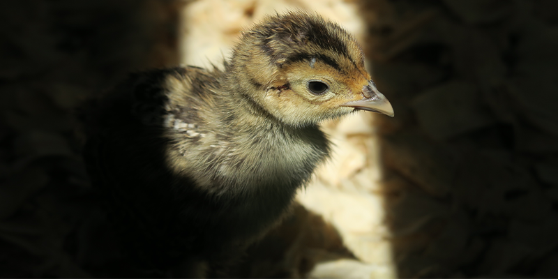 The importance of water - game bird rearing