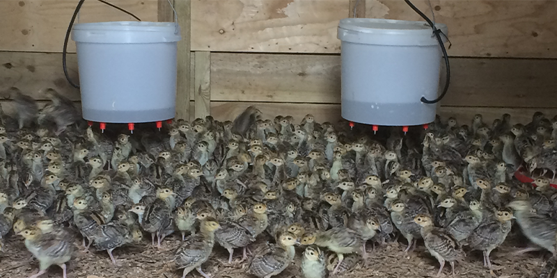 The importance of water - game bird rearing