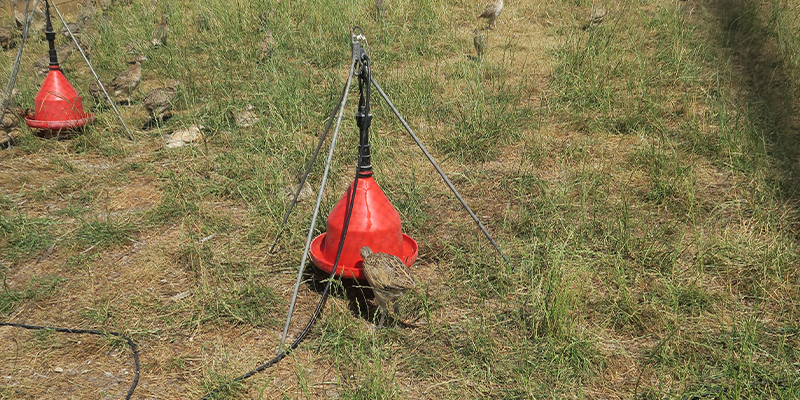 The importance of water - game bird rearing