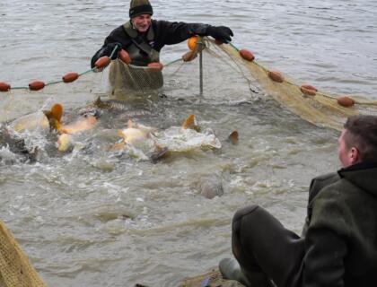 Seine nets in use - fisheries