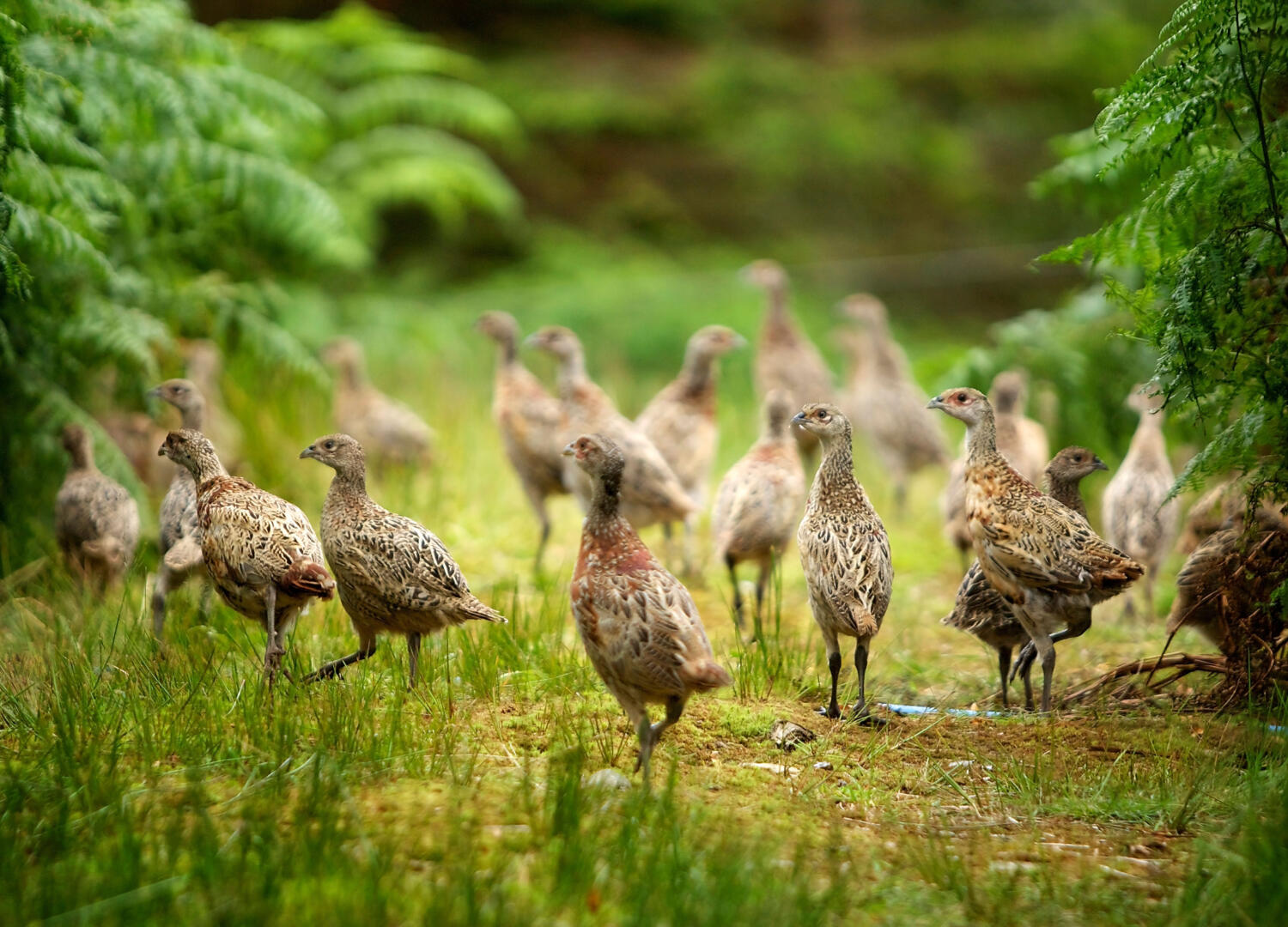 pheasant poults being released into pens